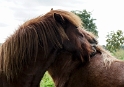 Tiere Mecklenburgische Seenplatte SAM_4601 Kopie